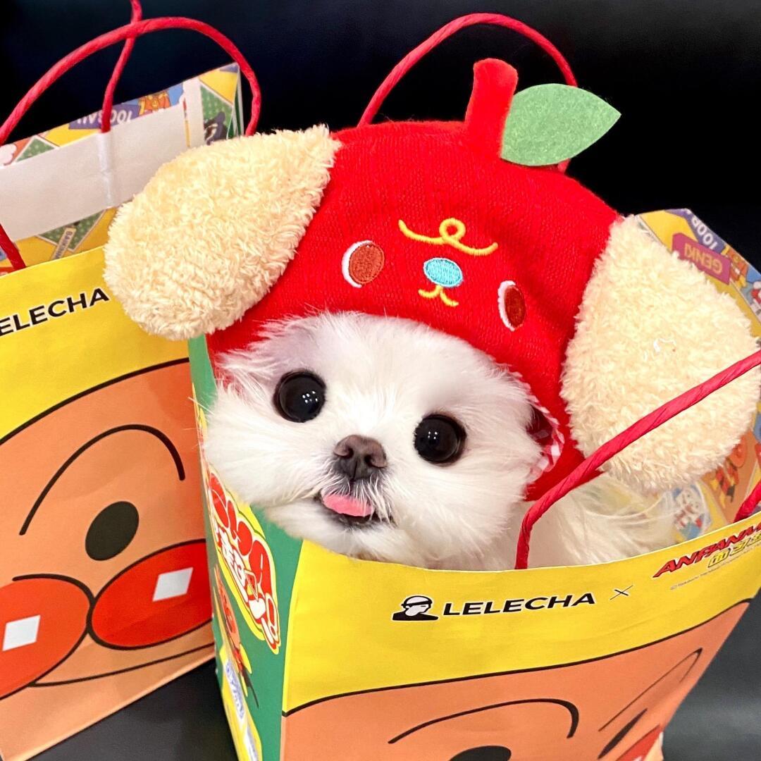 贪吃的梦店铺号