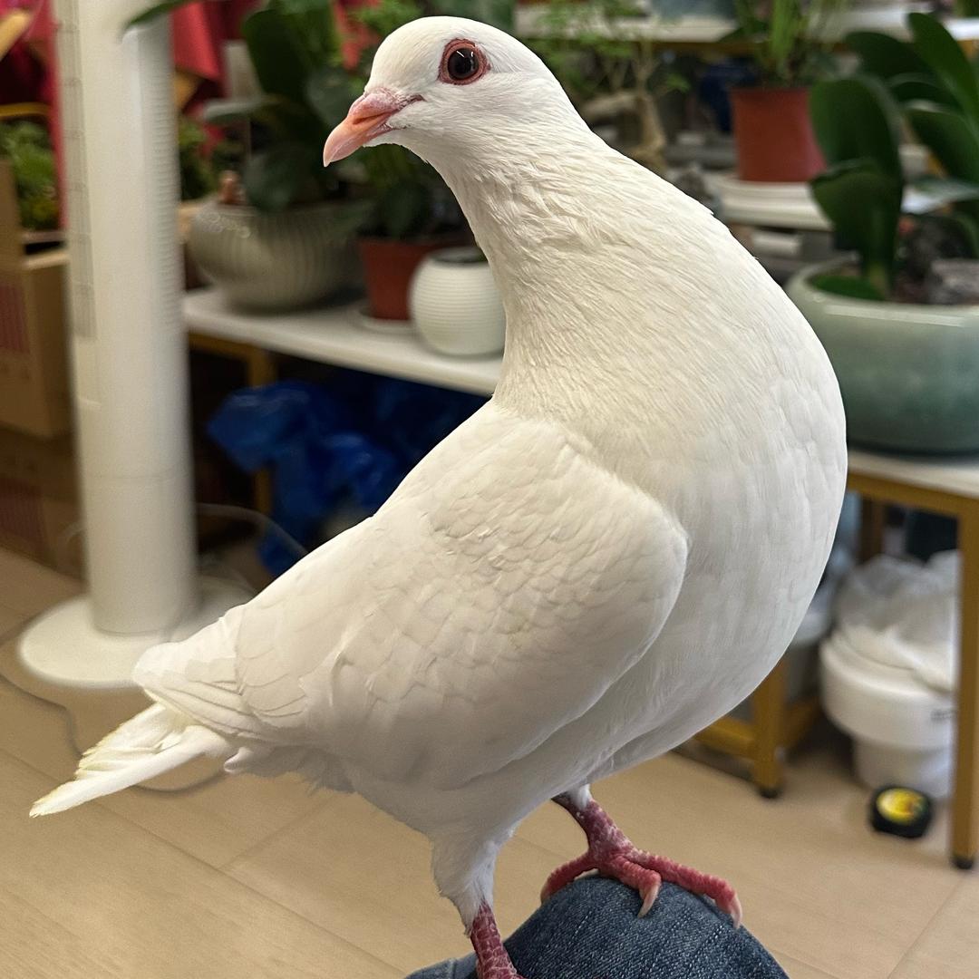 土家大脚🦶🦶