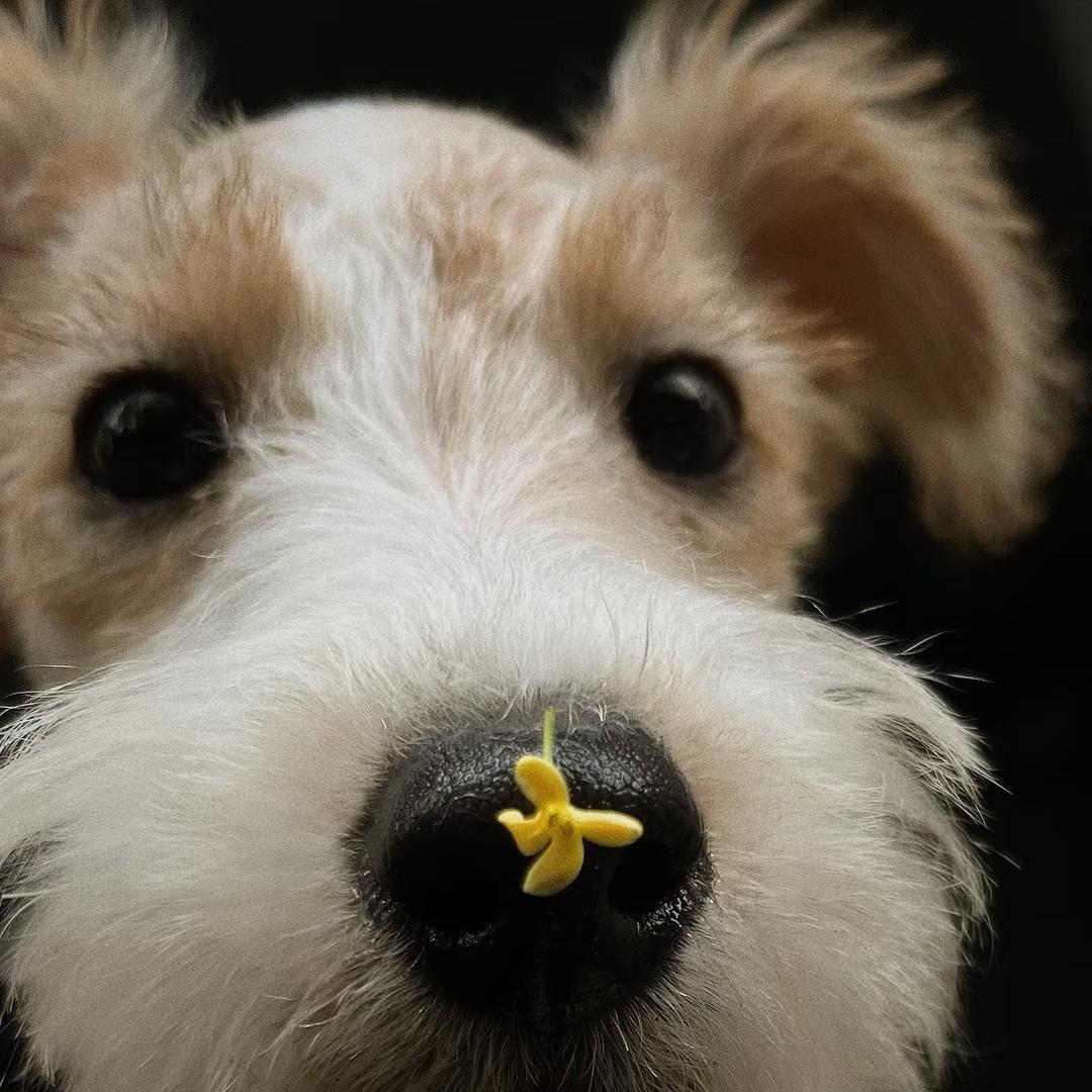 兰州万商萌宠犬舍