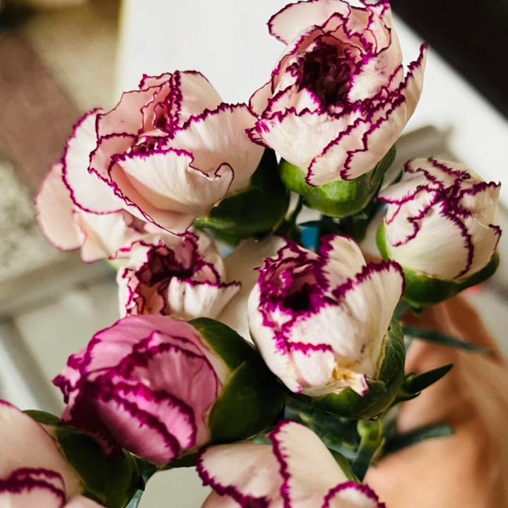 橘子花