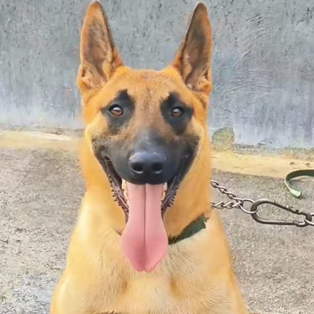 蔺鑫宠物(马犬)