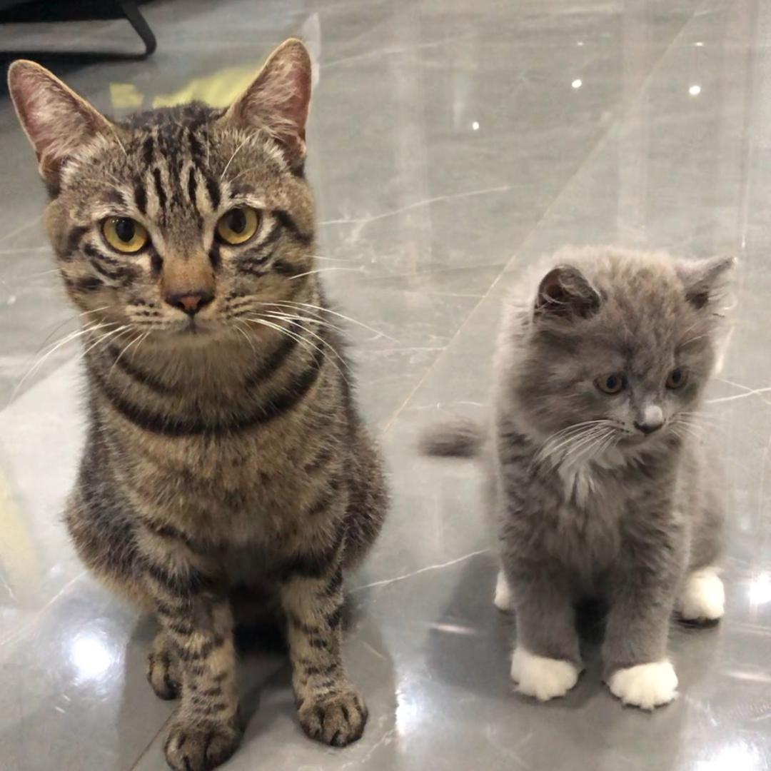 康小灰是猫
