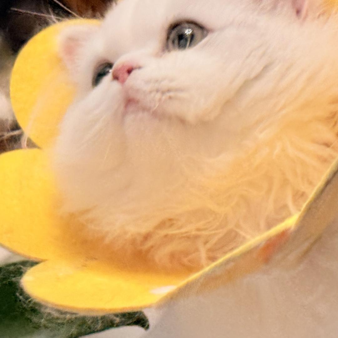 陈