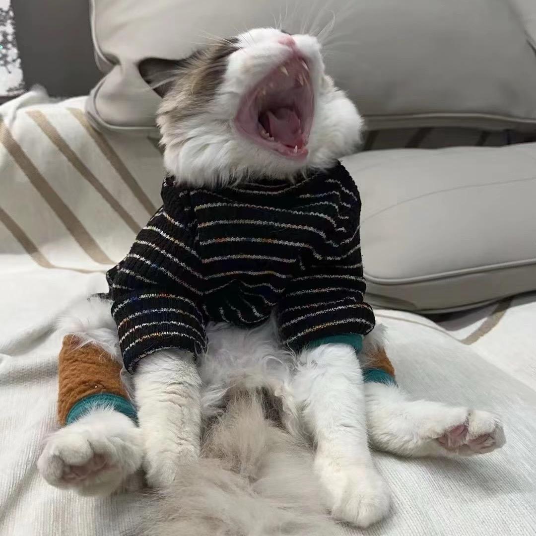 猫砂推荐官