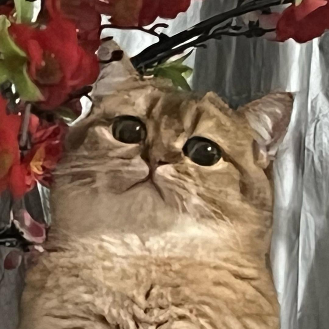 xy（燕云十六声）