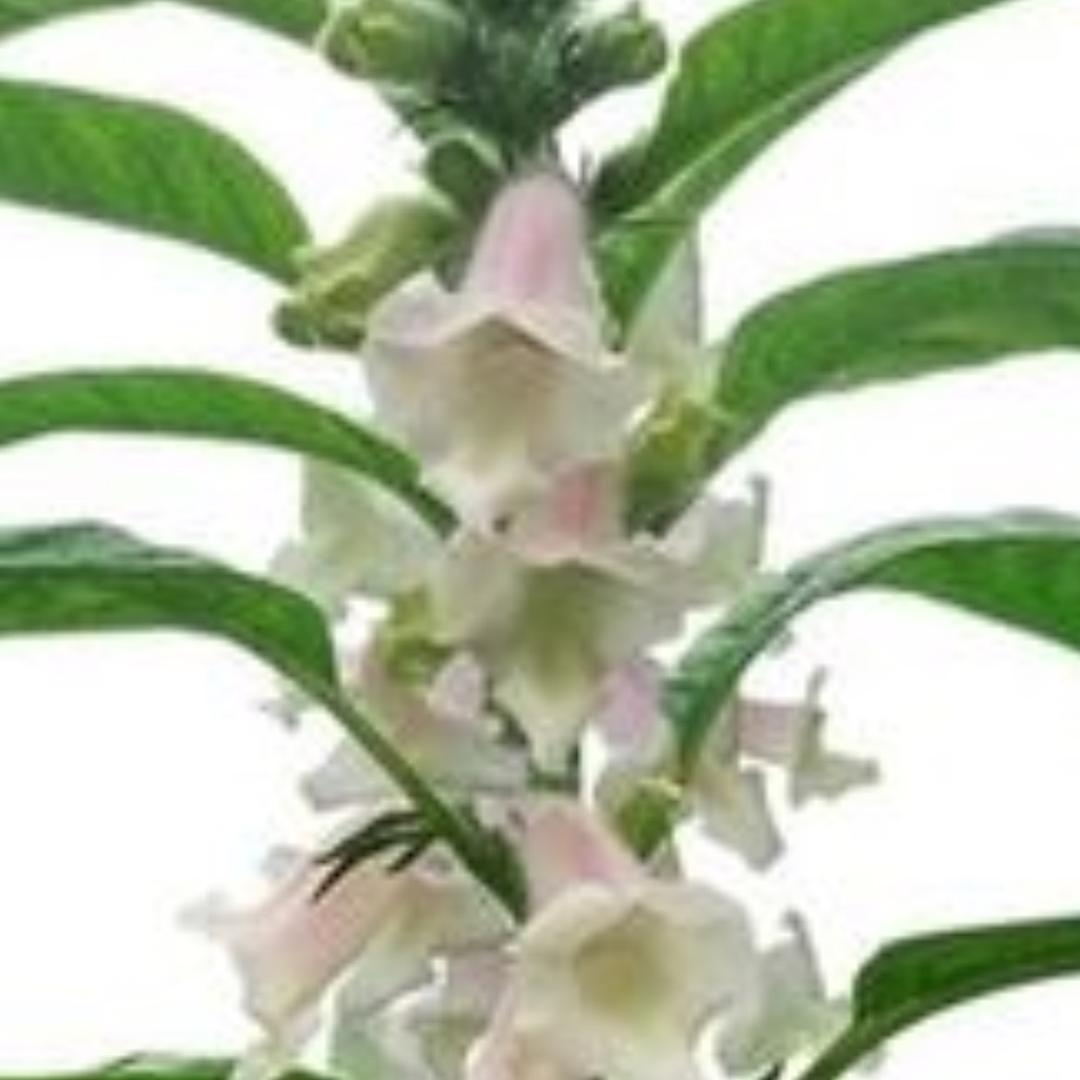 心想事成喜英商店官方号