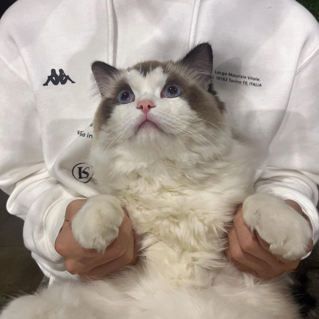 布偶奥利奥