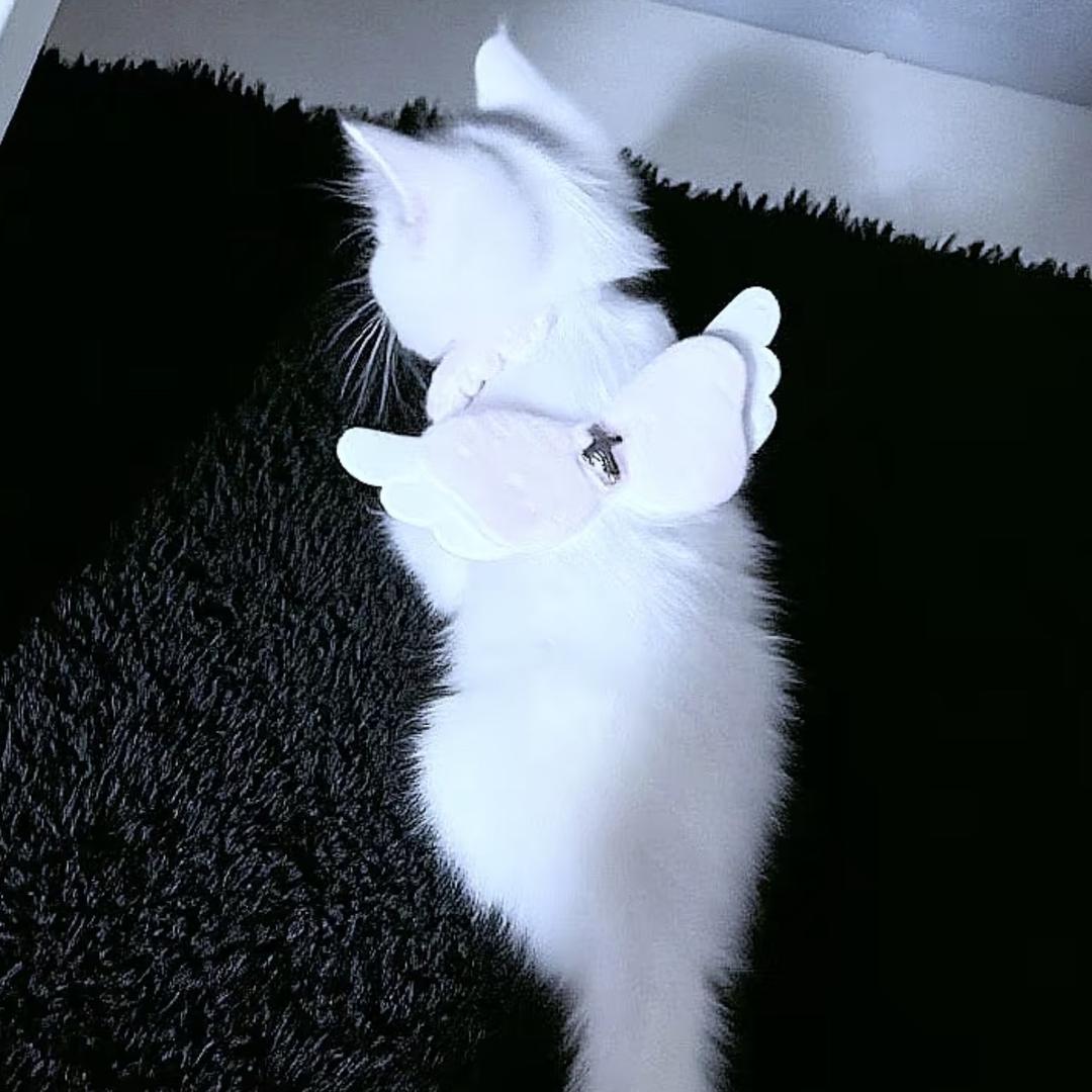 点点