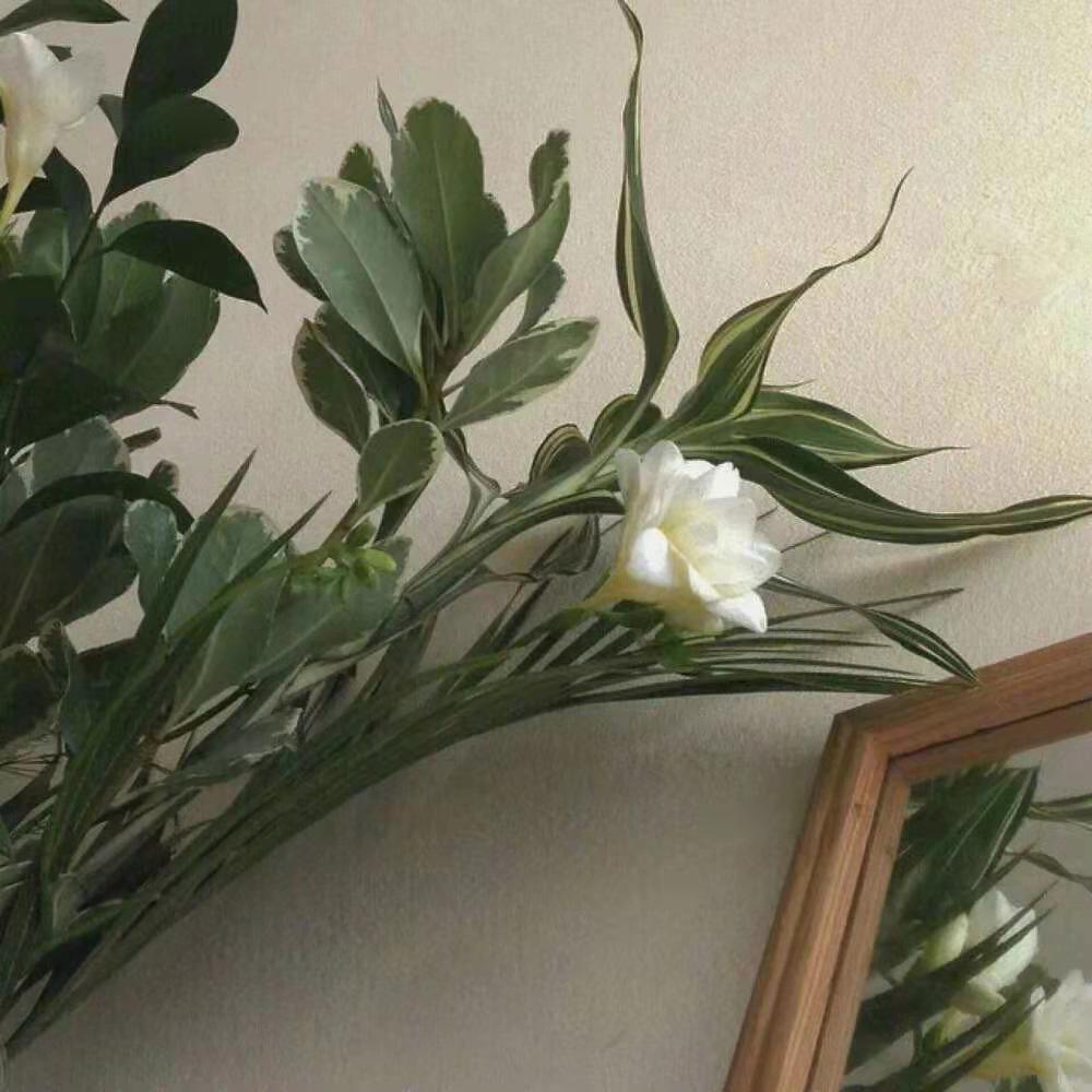 君子兰