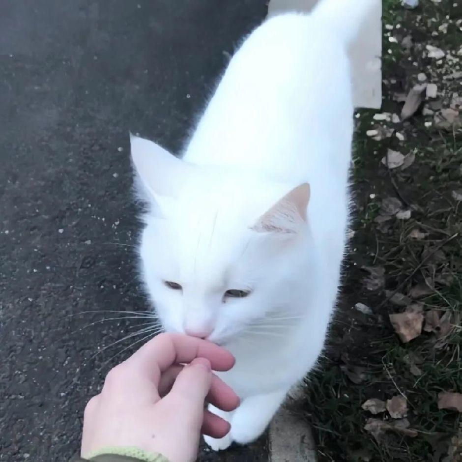 白猫🐈