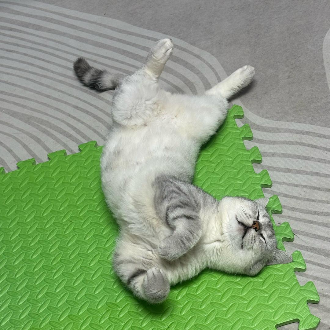 傻猫它爹