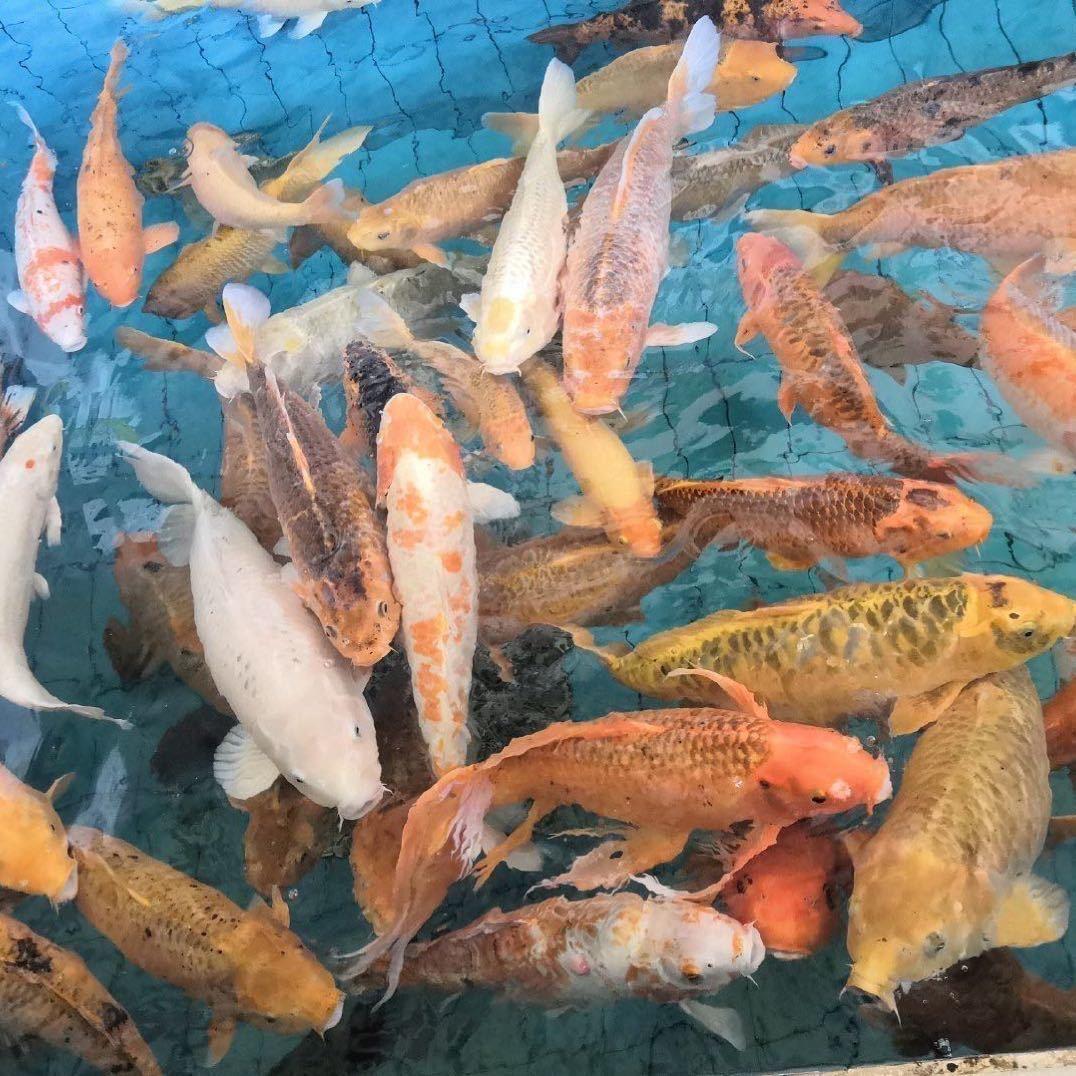 不搭