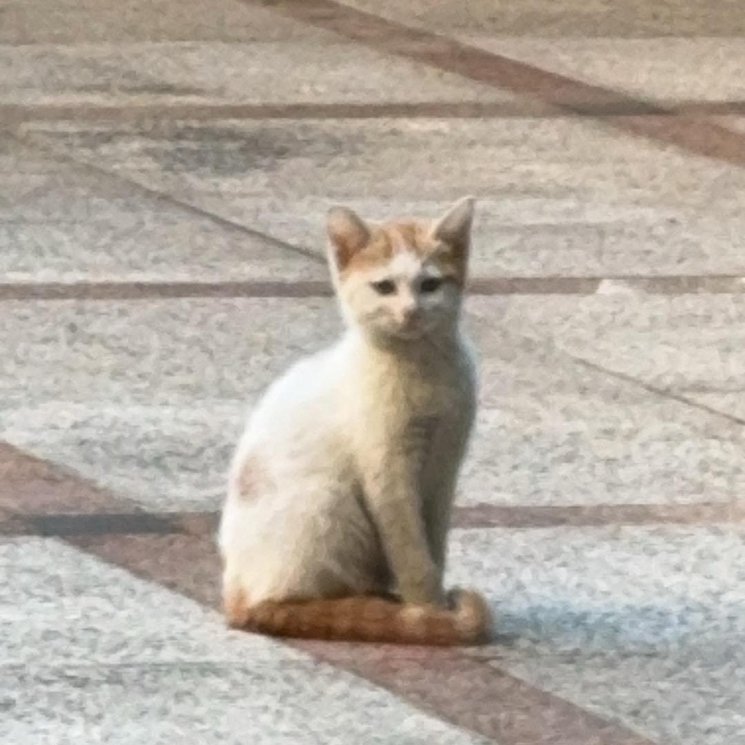 彤