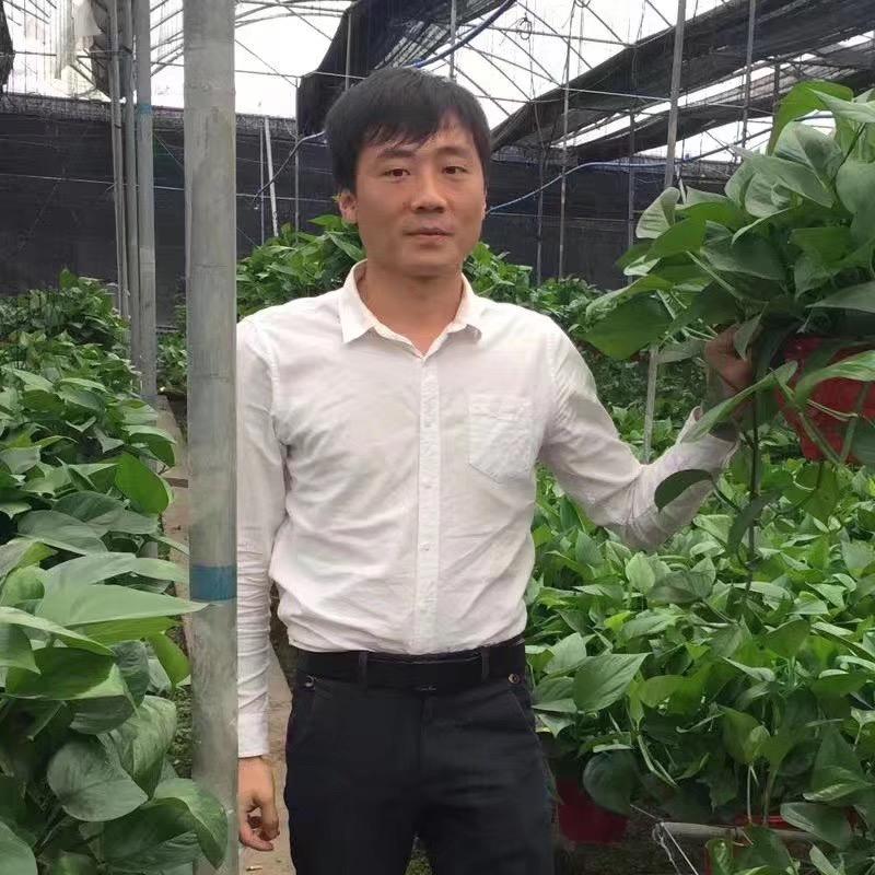 藤蔓阁绿植旗舰店