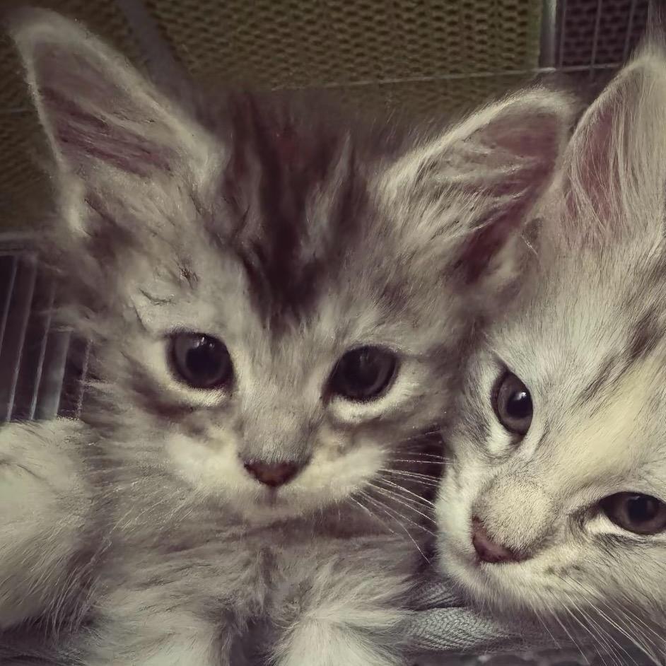 猫咪条(´•ω•`)