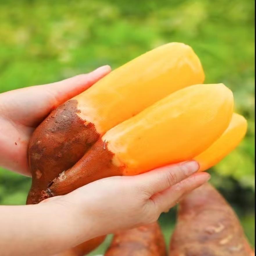 雪莲果千亩种植基地