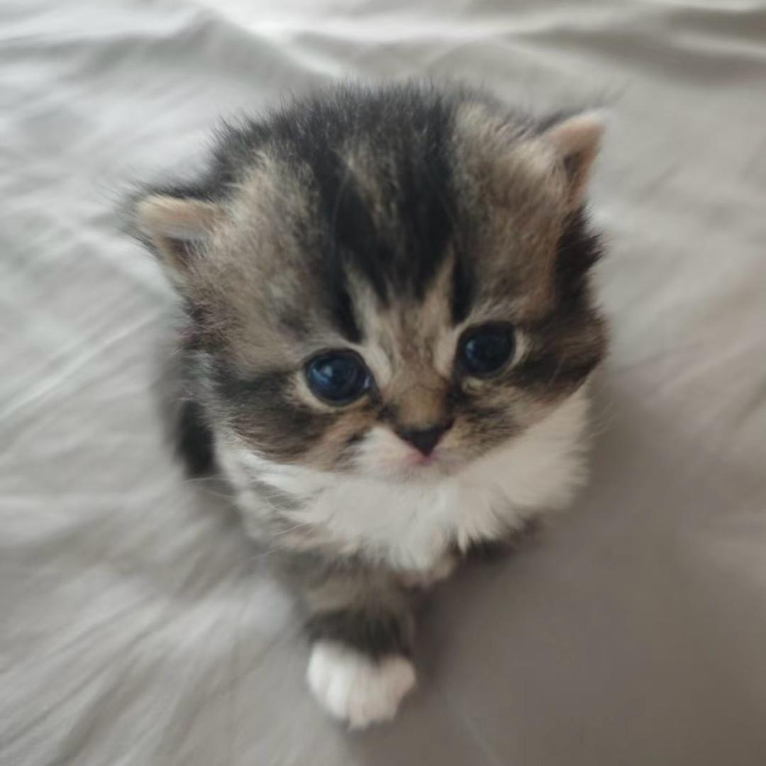kibi