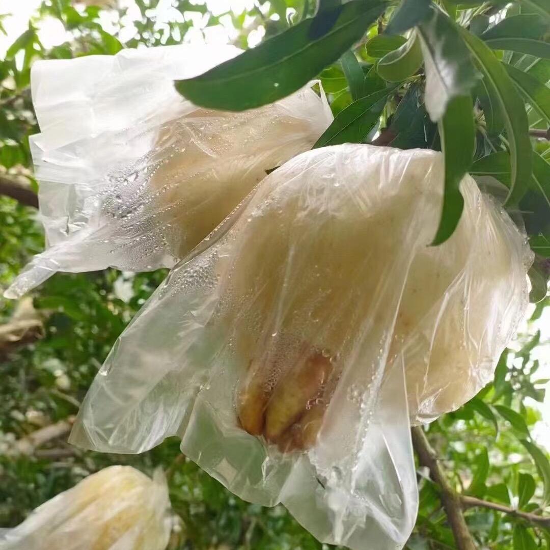 榴一乡石榴采摘园官方号