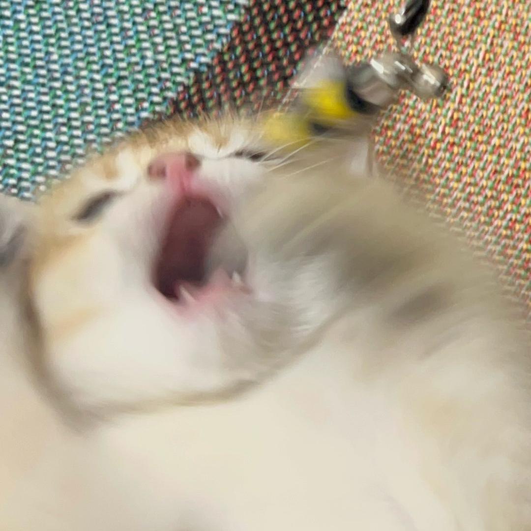 嗨