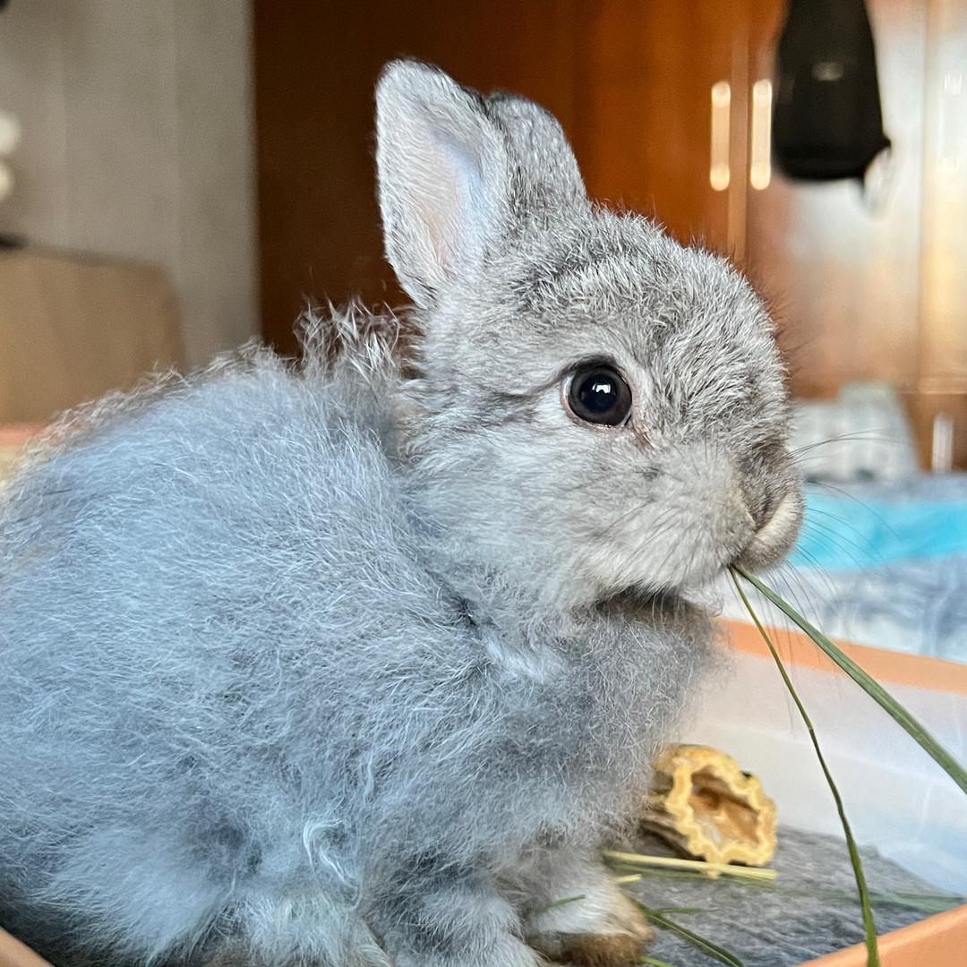 呀比囧囧囧🐰