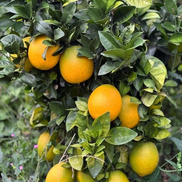 思橙乡（赣南脐橙）