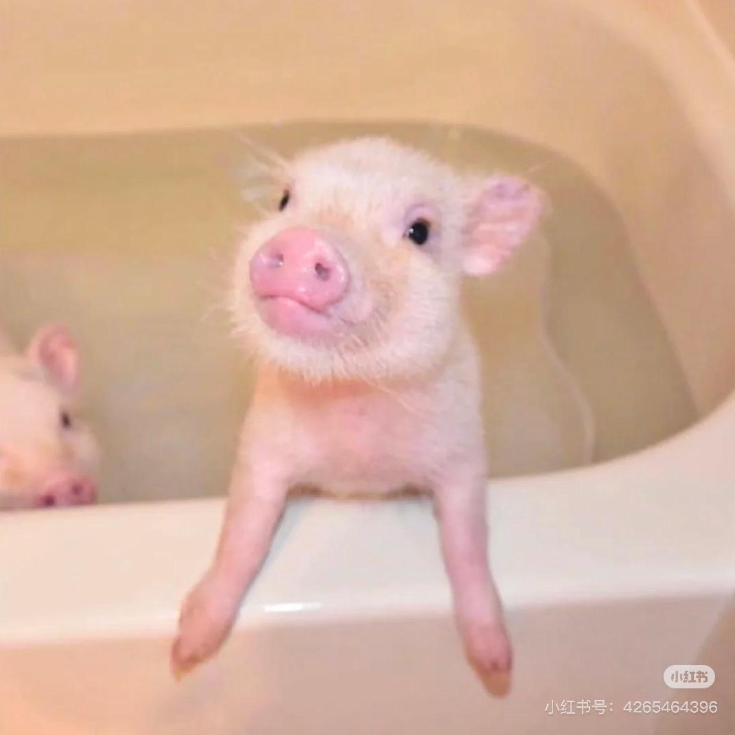 阿凝阿凝（窝囊版）