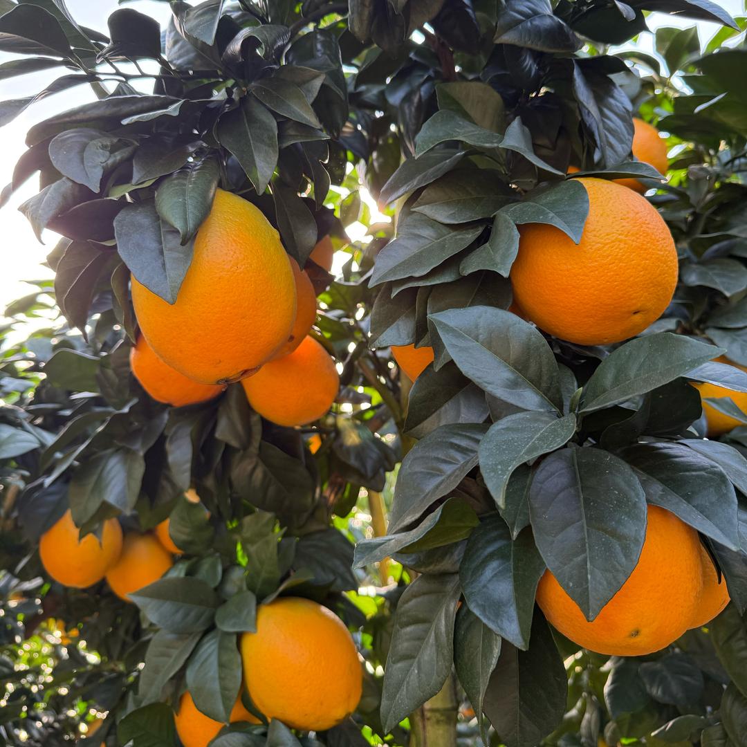 橙子满山🍊