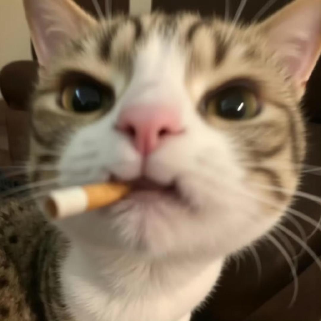 比巴卜