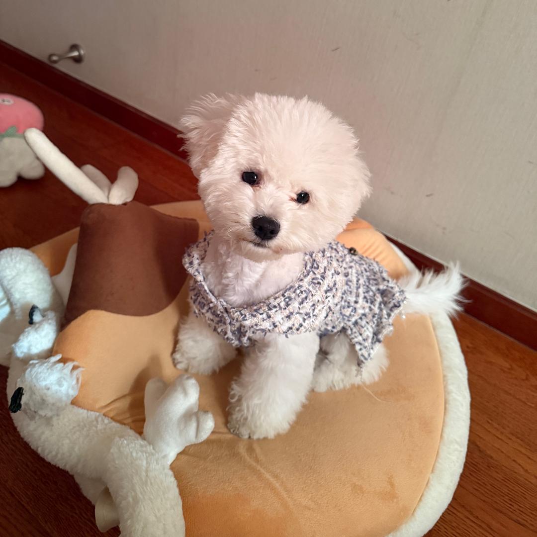 Lucky小比熊🐶