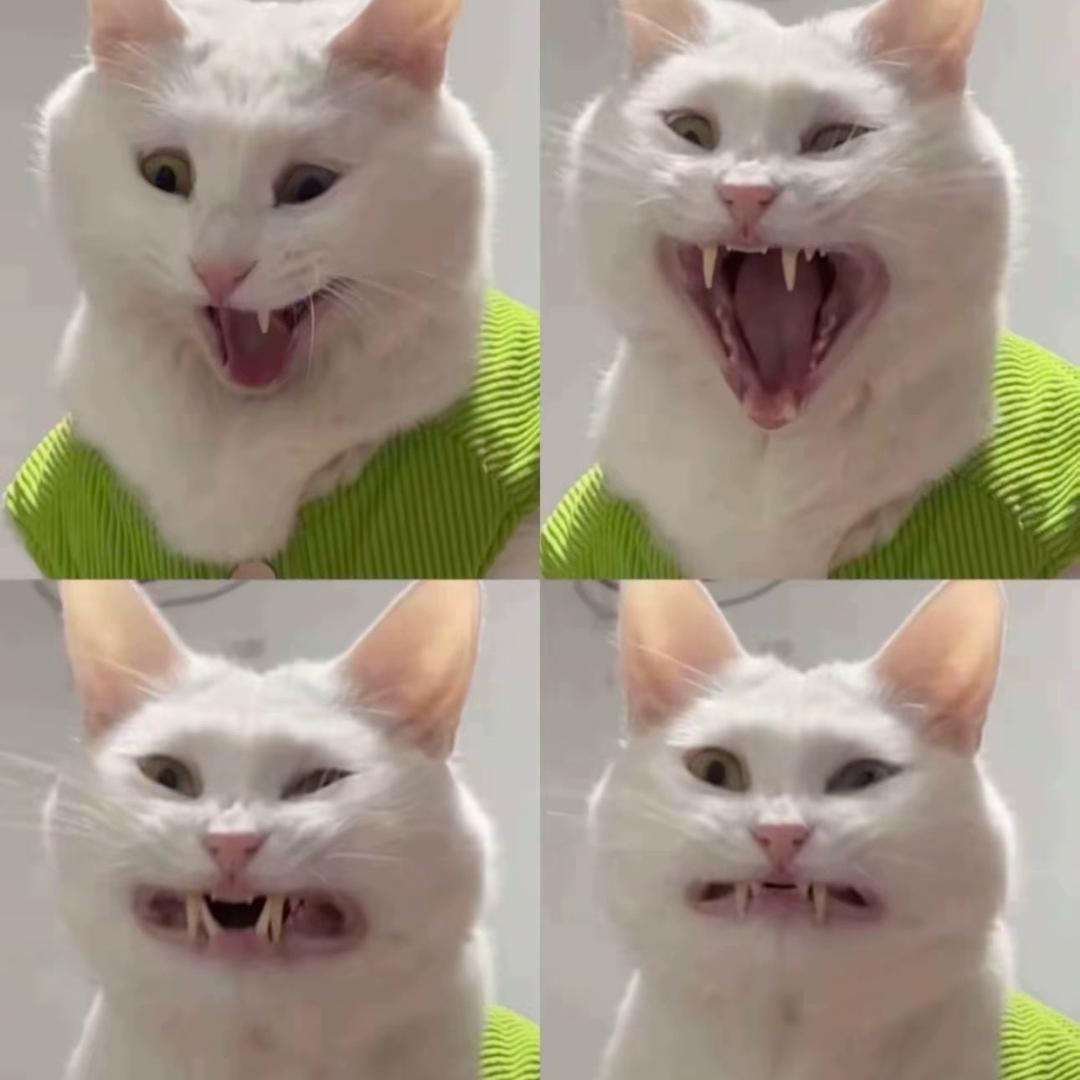 ʕ ᵔᴥᵔ ʔ