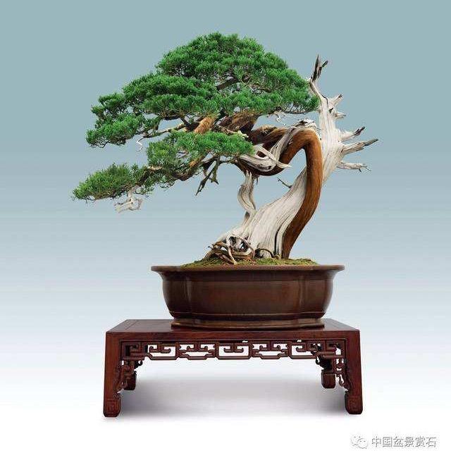优越盆景
