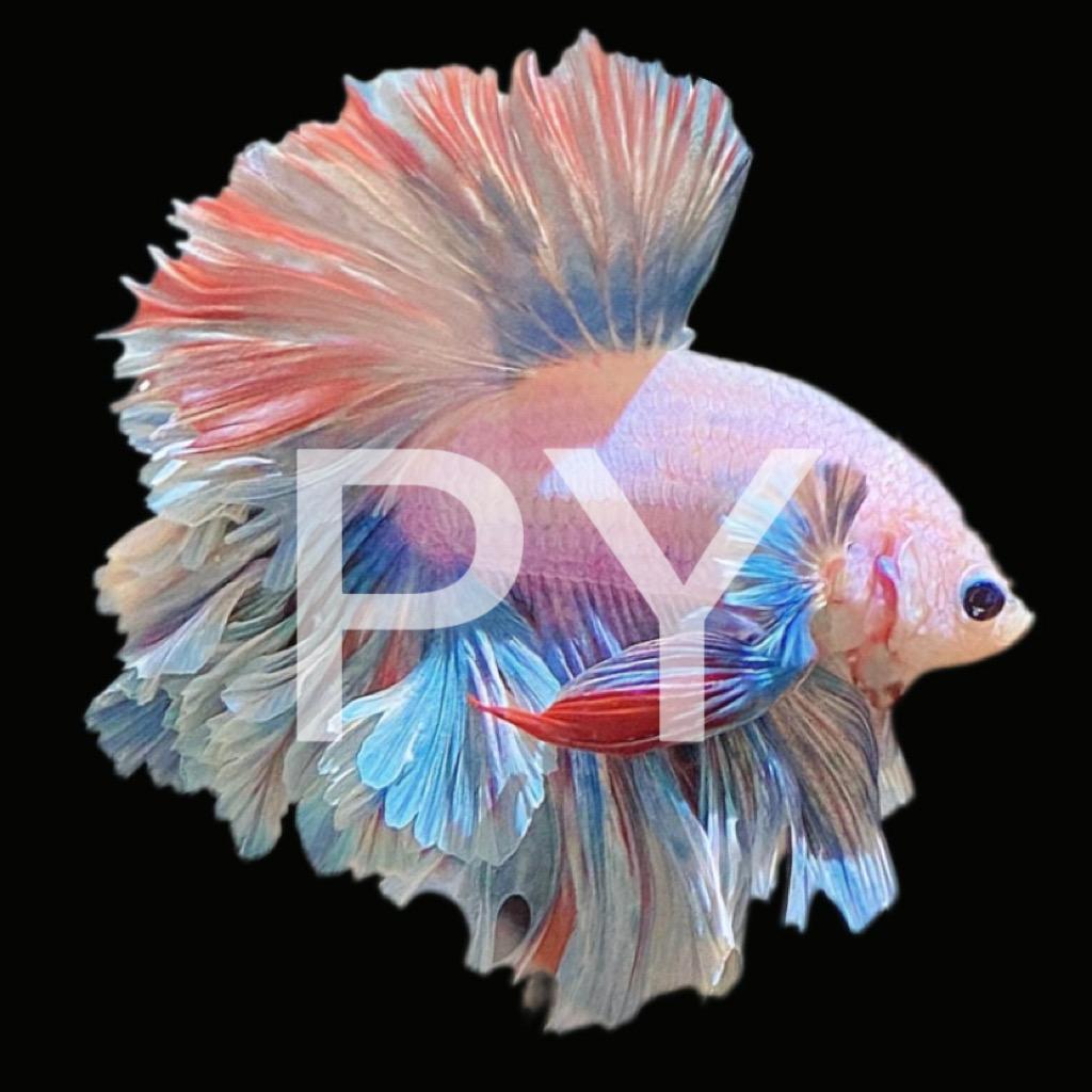飘逸斗斗水族