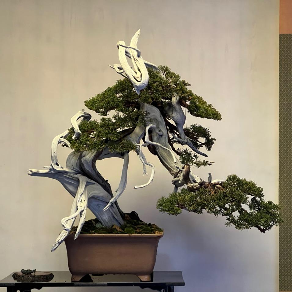 满园盆景
