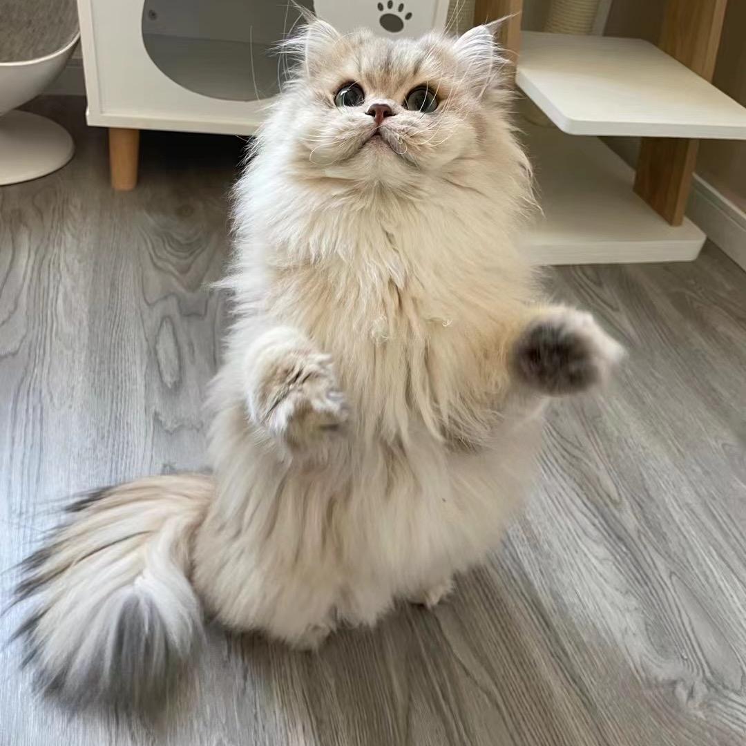 圆宝是只猫🐱