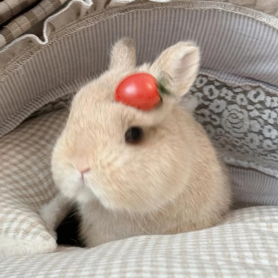 吱吱兔🐰