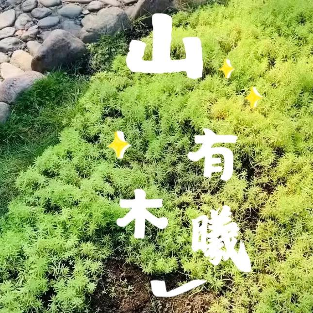 山有木曦