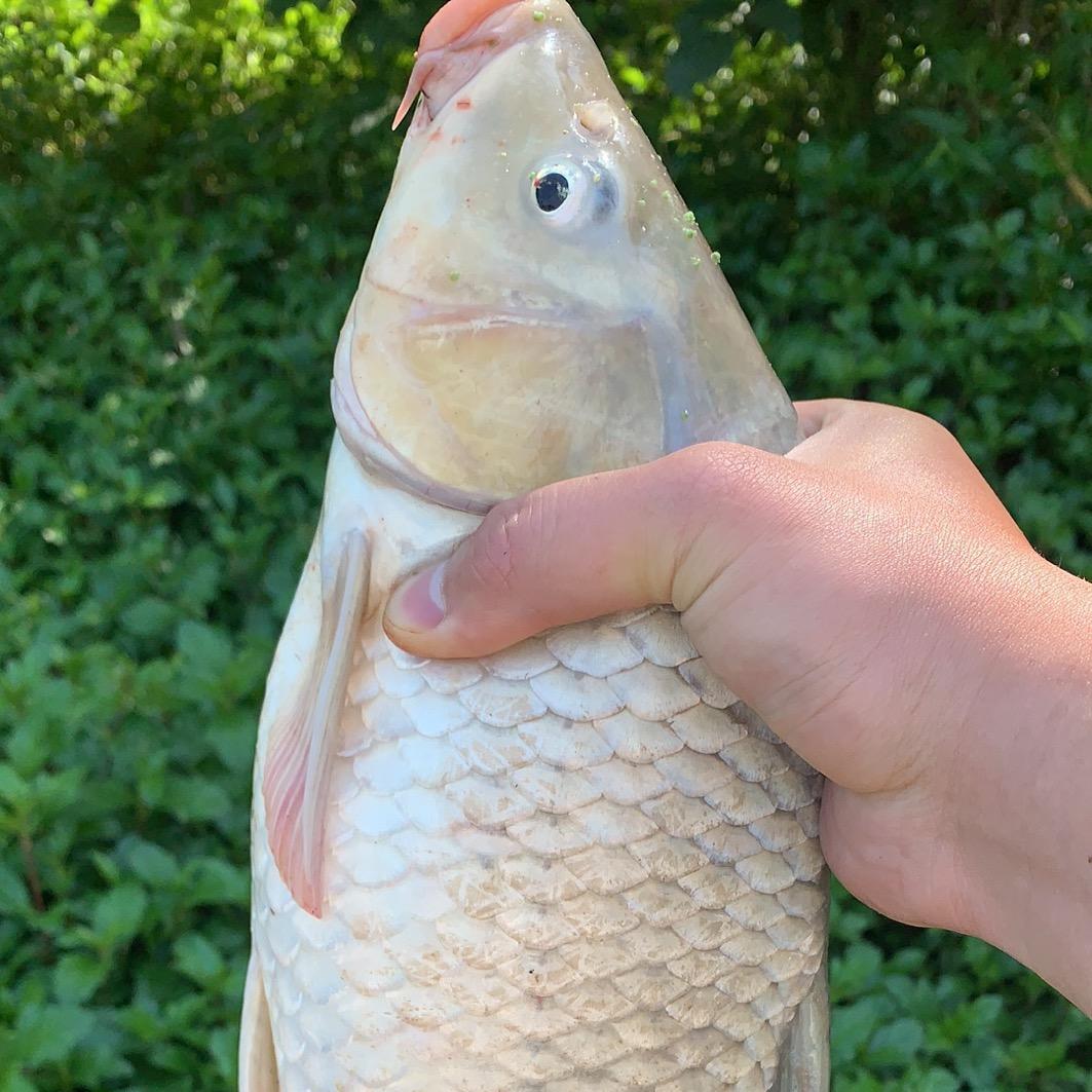 贝壳测饵
