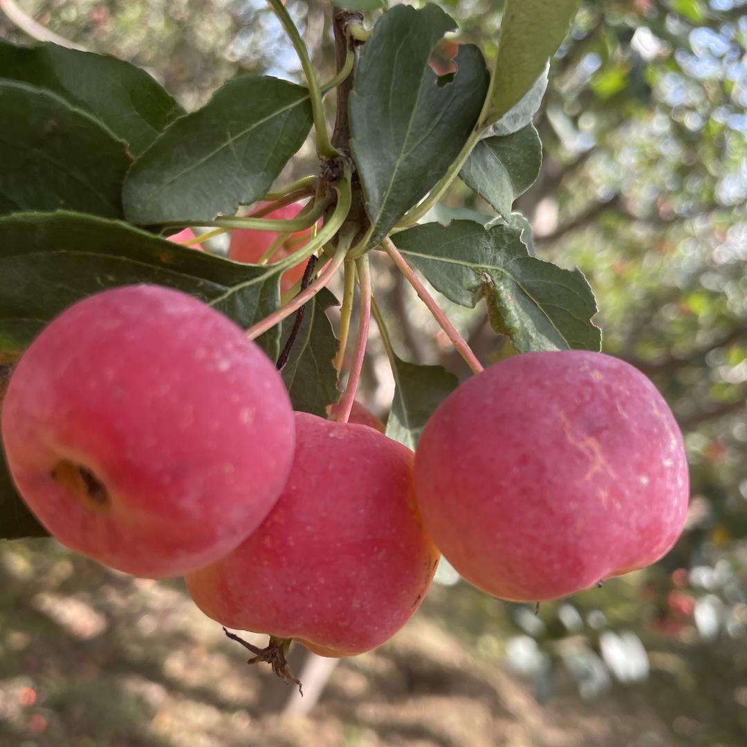 张家口优悦八棱海棠果汁