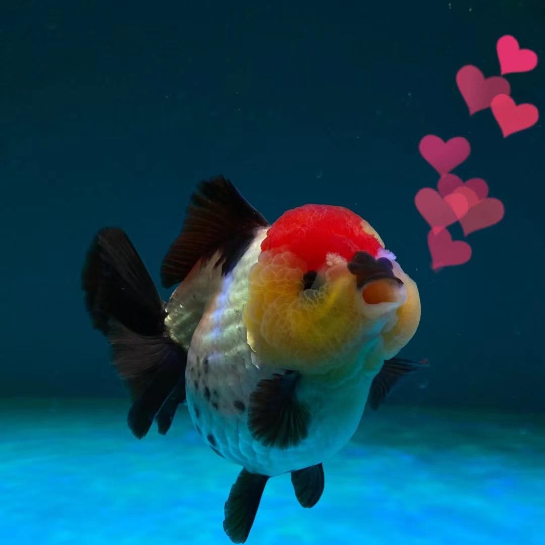 金梦水族