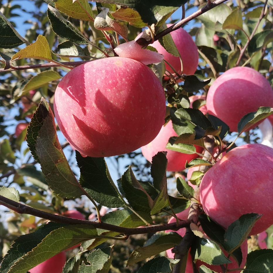 甜妳菓生鲜