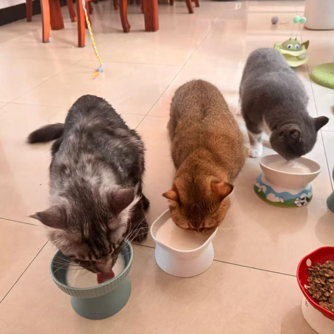 我家三个胖墩墩