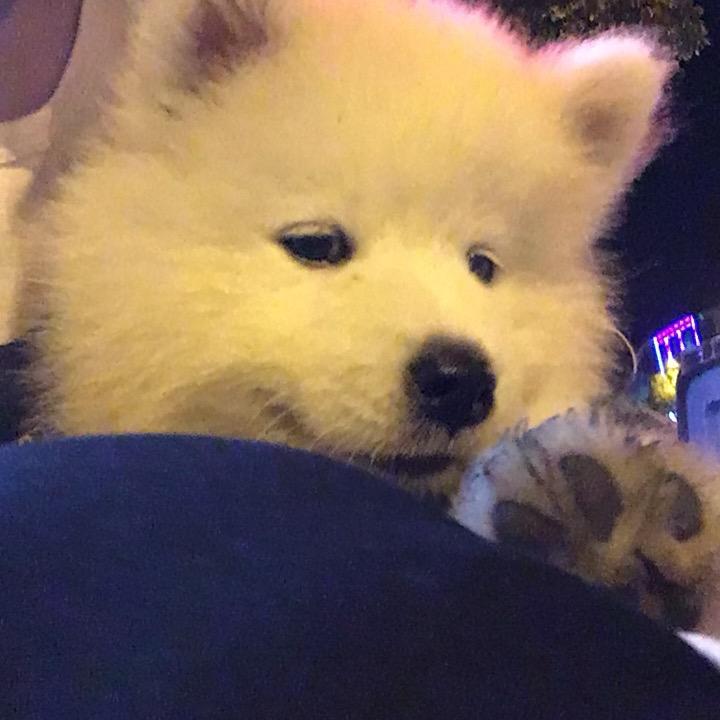 他是一只傻皮九