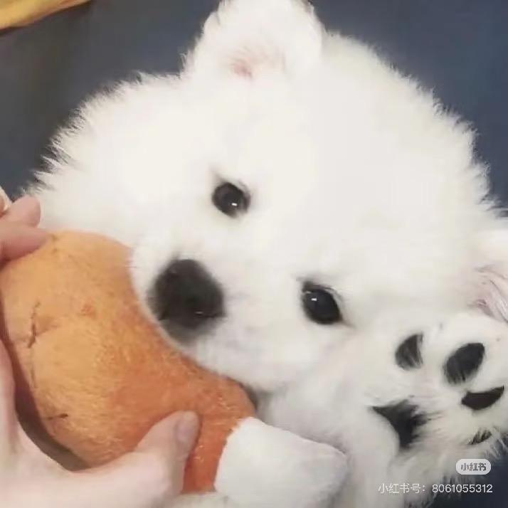 揽苍梧