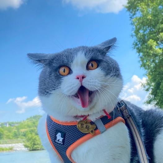 大白与发糕@抖音