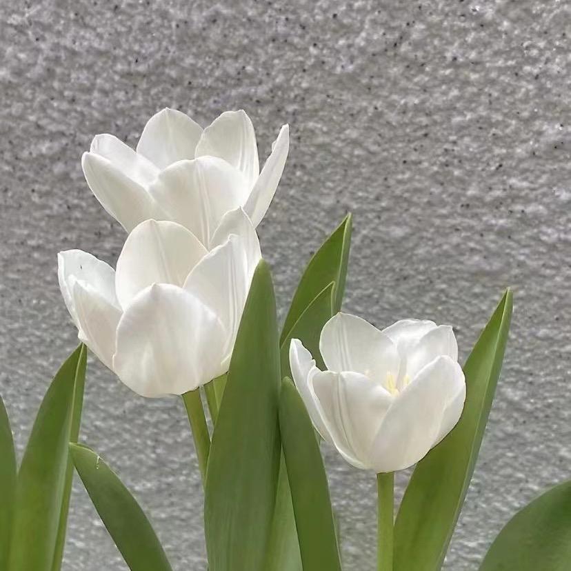 婷姐荔浦芋头加工坊