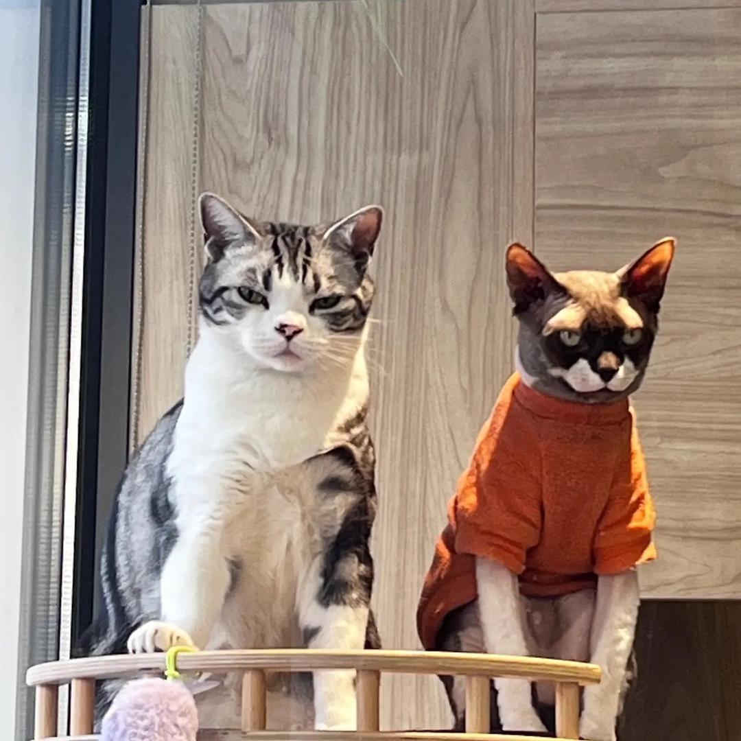 鲸·WHALES皮肤管理