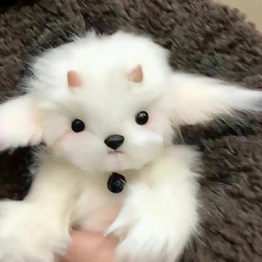小杨小杨咩咩🐑