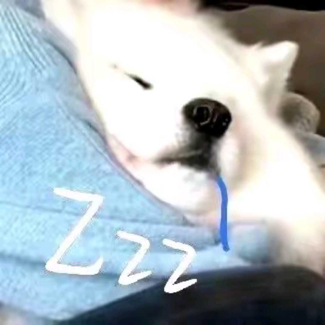 遇到困难睡大觉💤