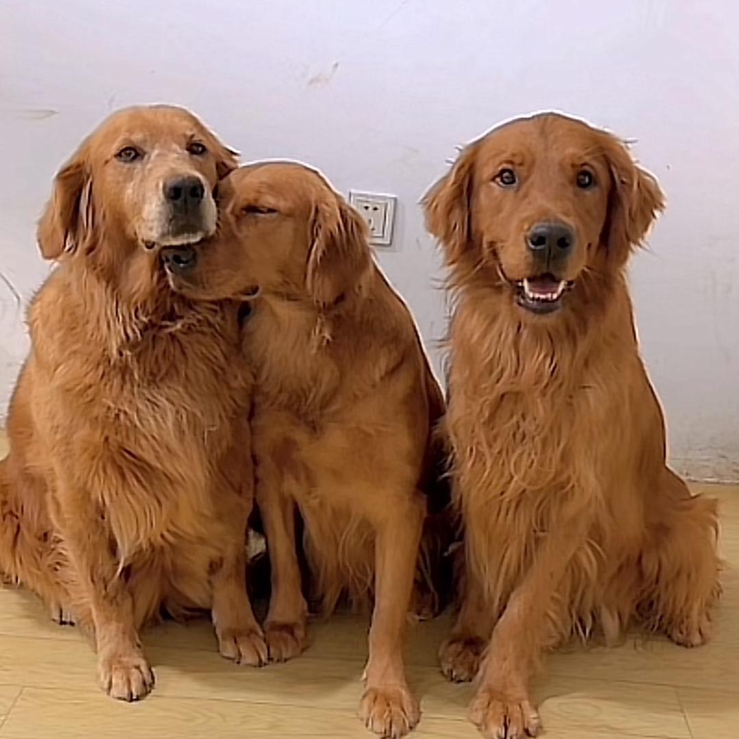 一只会叫妈妈的🐶