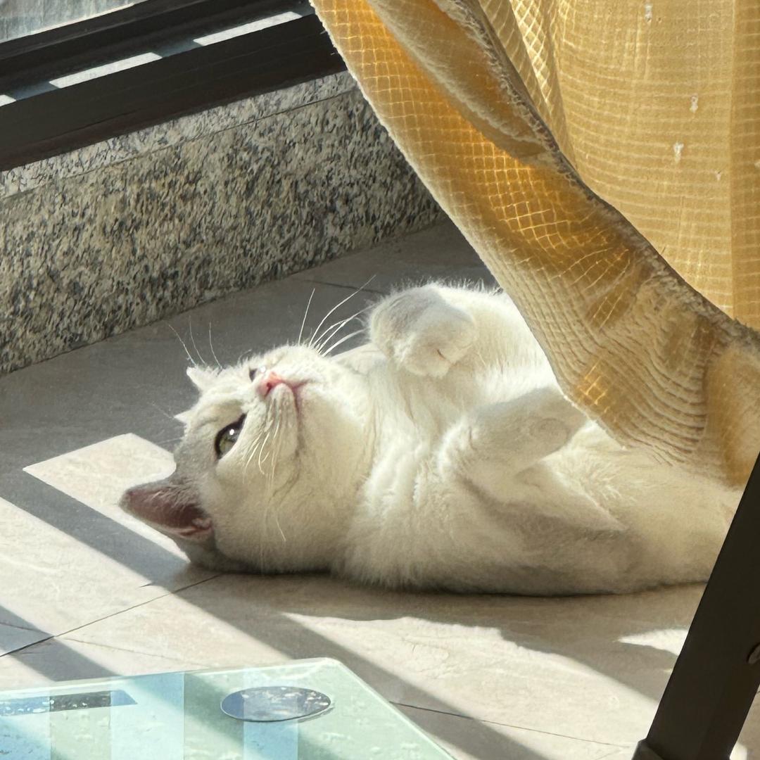 麻薯芋泥肉松包